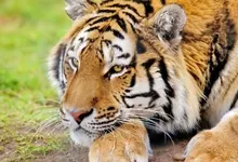 closeup animals tigers Art HD Wallpaper
